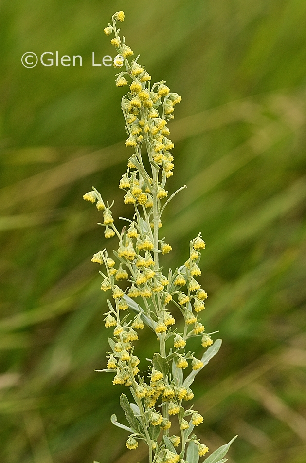 Artemisia absinthium photos Saskatchewan Wildflowers